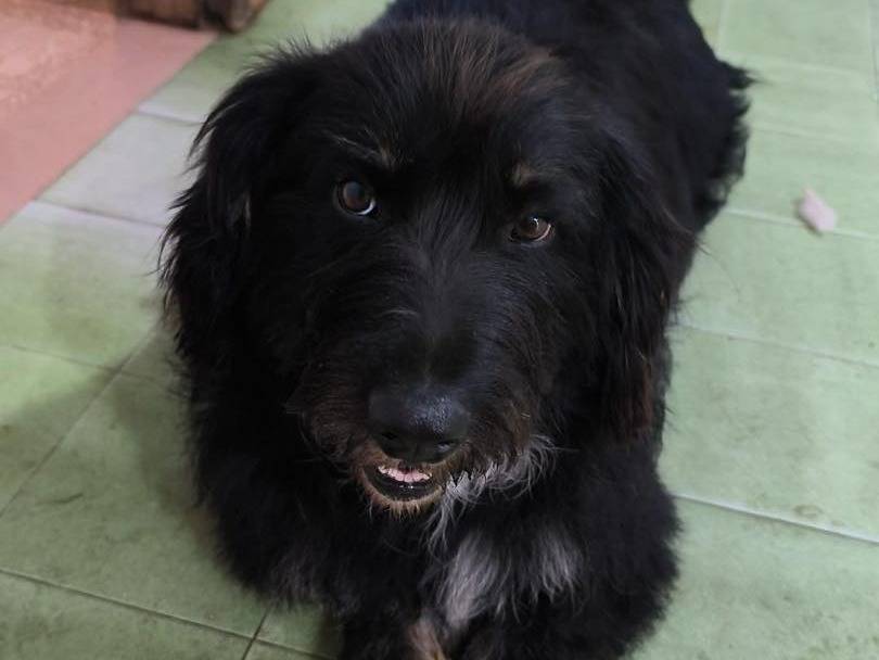Vuoi adottare un cane a Torino?