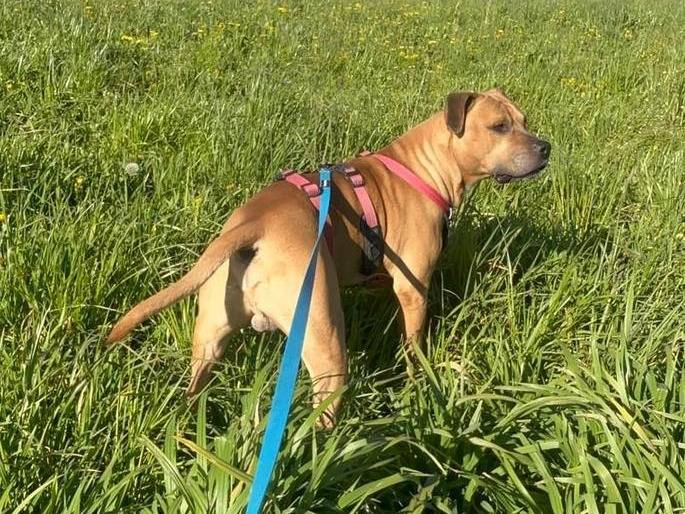 Adozione cane, maschio, Pitbull Razza sconosciuta, 9 anni e 8 mesi, taglia grande, Torino