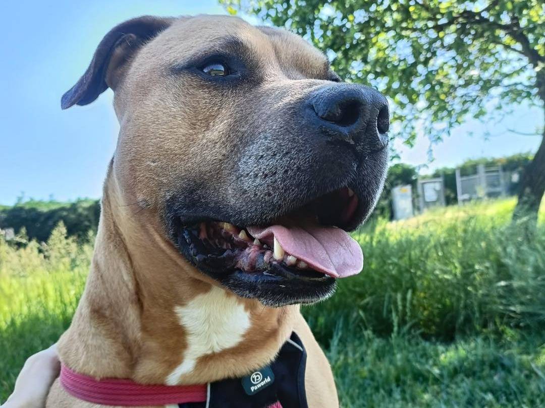 Adotta un cane, maschio, 9 anni e 8 mesi, Torino