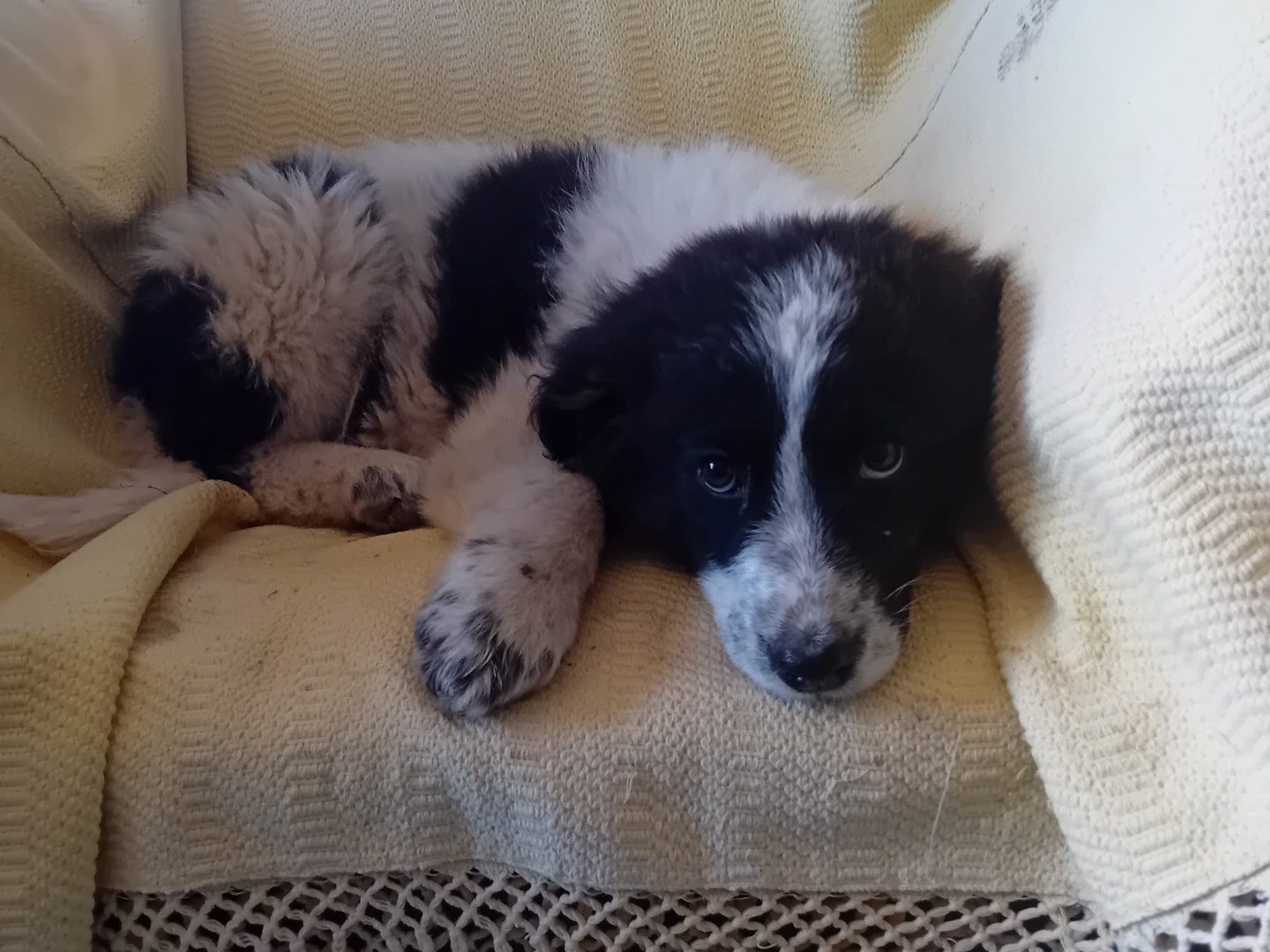 Adozione cane, femmina, Razza sconosciuta Razza sconosciuta, 4 mesi, taglia grande, Como