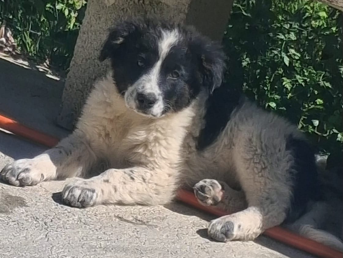 Adotta un cane, femmina, 4 mesi, Como
