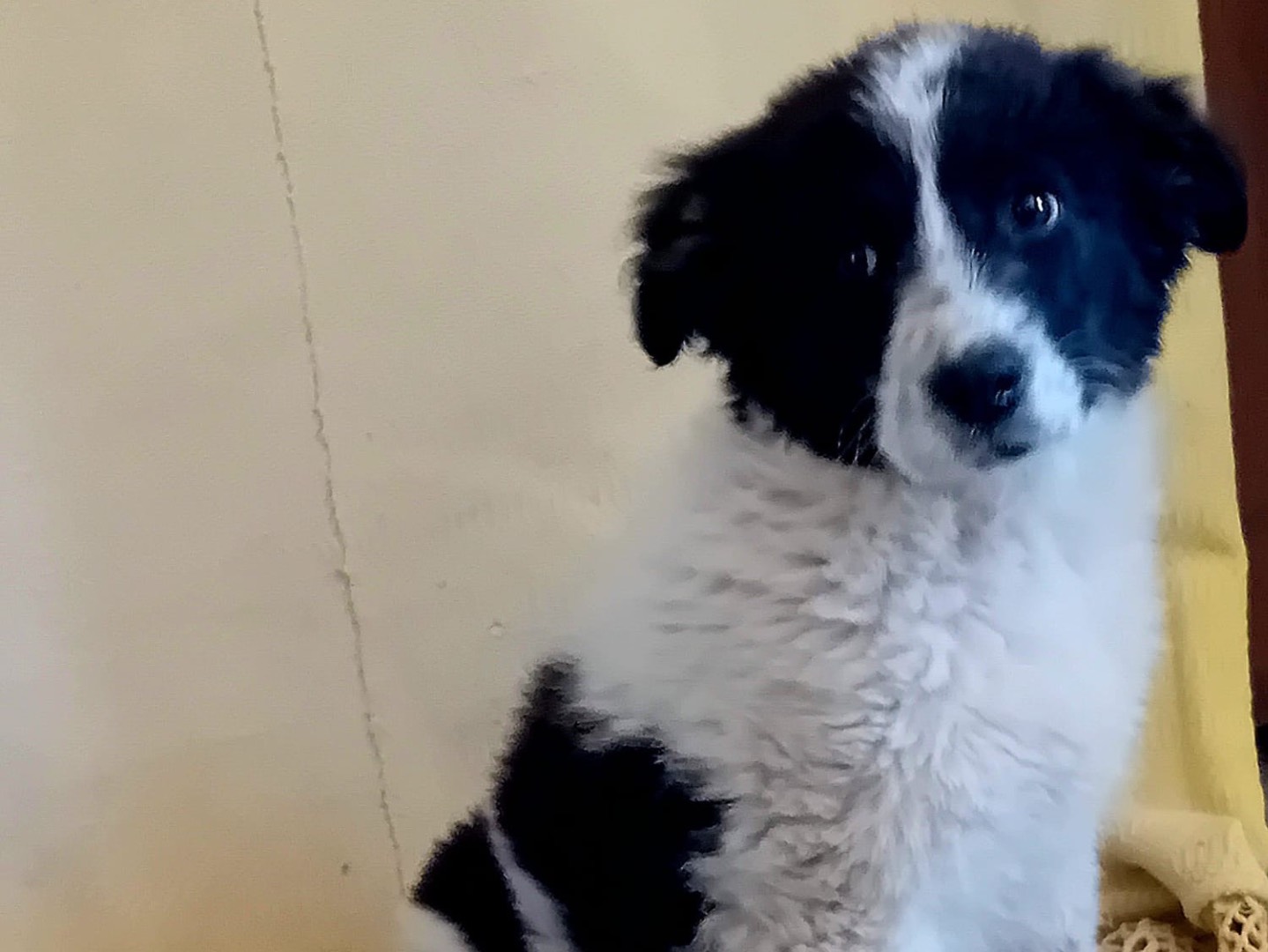 Adotta un cane, taglia grande, femmina, Como