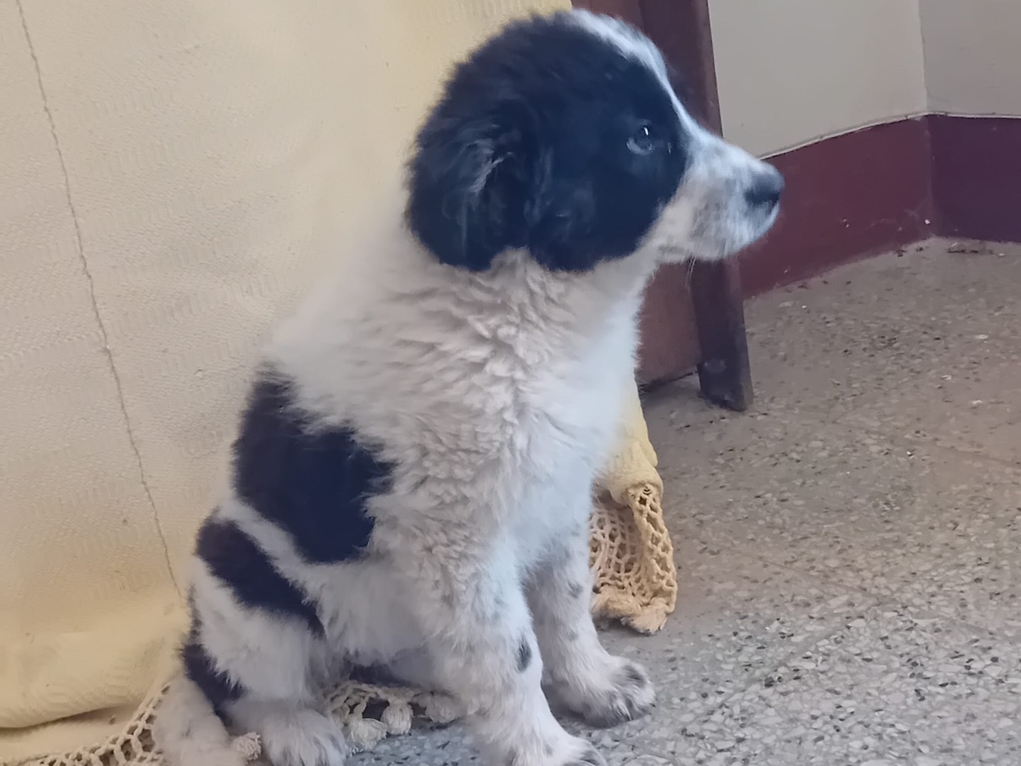 Vuoi adottare un cane a Como?