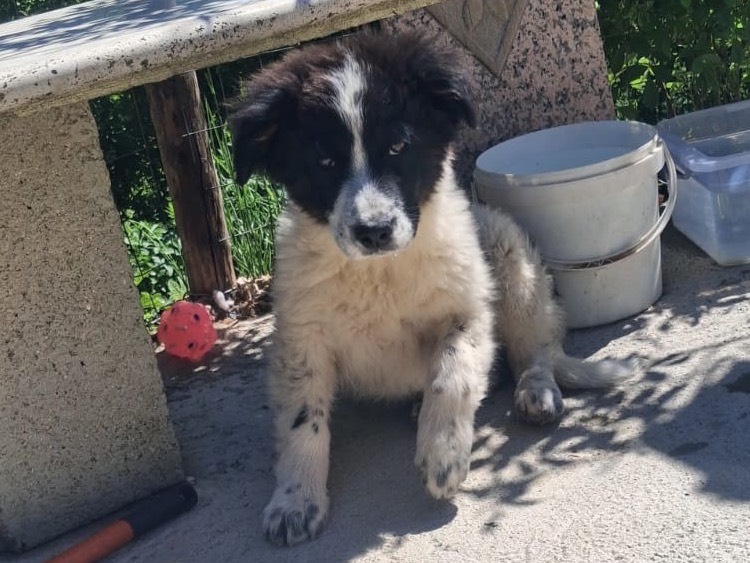 Adotta il cane Rose a Como