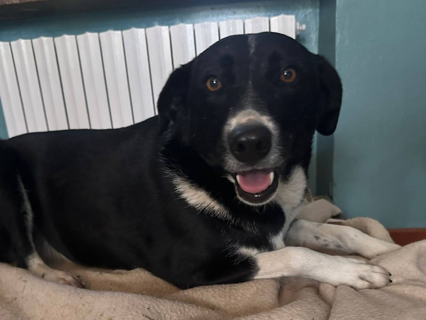 Adozione cane, femmina, Razza sconosciuta Razza sconosciuta, 7 anni e 4 mesi, taglia media, Brescia