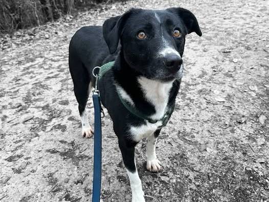 Adotta un cane, femmina, 7 anni e 4 mesi, Brescia