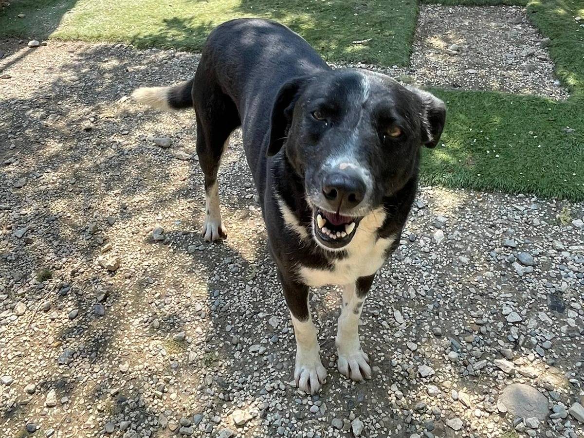 Adotta un cane, taglia media, femmina, Brescia
