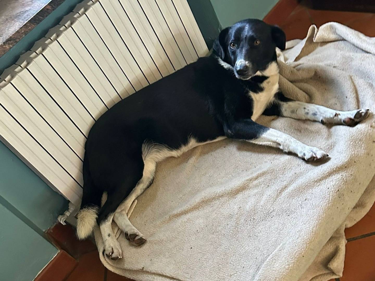 Vuoi adottare un cane a Brescia?