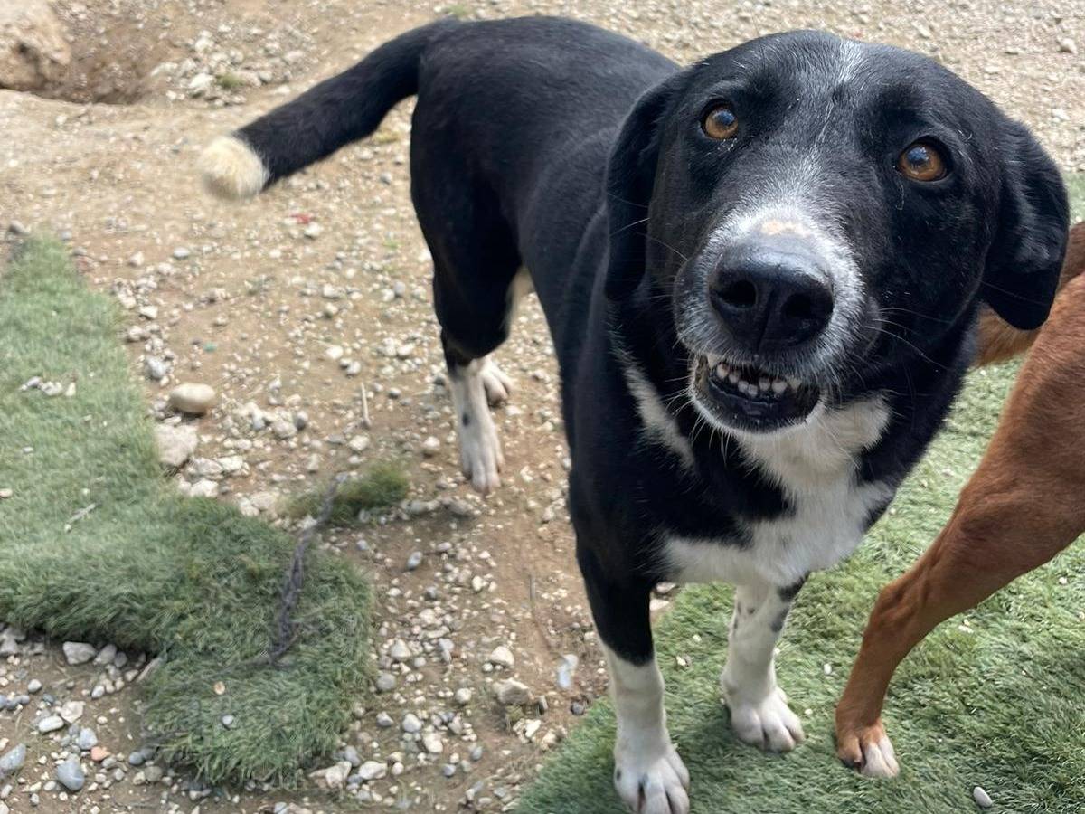 Adotta il cane DOLLY a Brescia