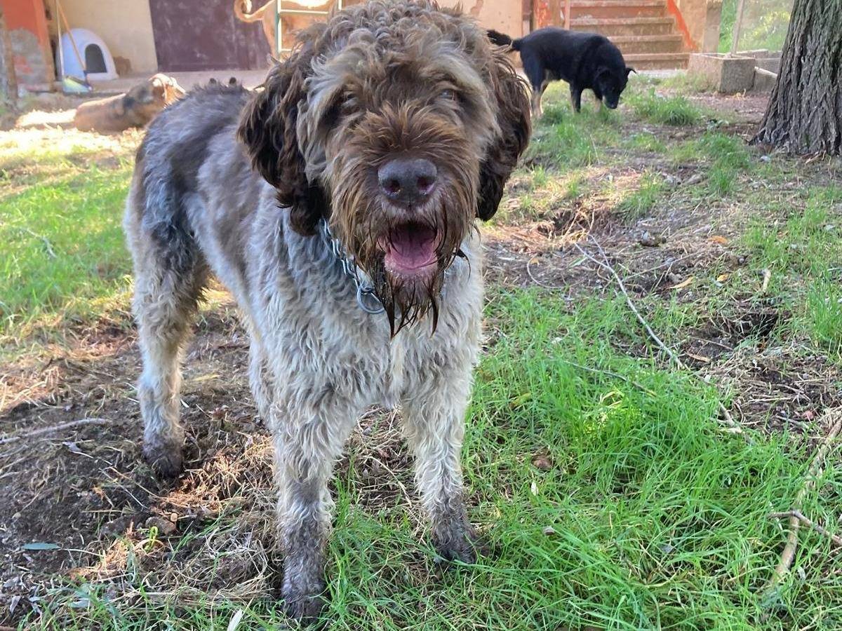 Adozione cane, maschio, Drahtaar Razza sconosciuta, 7 anni e 4 mesi, taglia media, Brescia