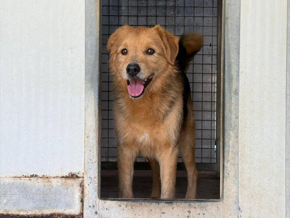 Adozione cane, maschio, Razza sconosciuta Razza sconosciuta, 3 anni e 4 mesi, taglia media, Brescia