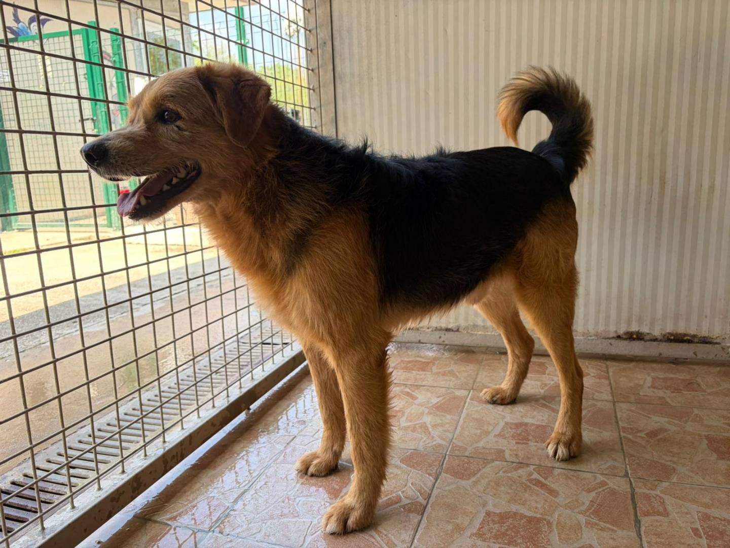 Adotta un cane, maschio, 3 anni e 4 mesi, Brescia