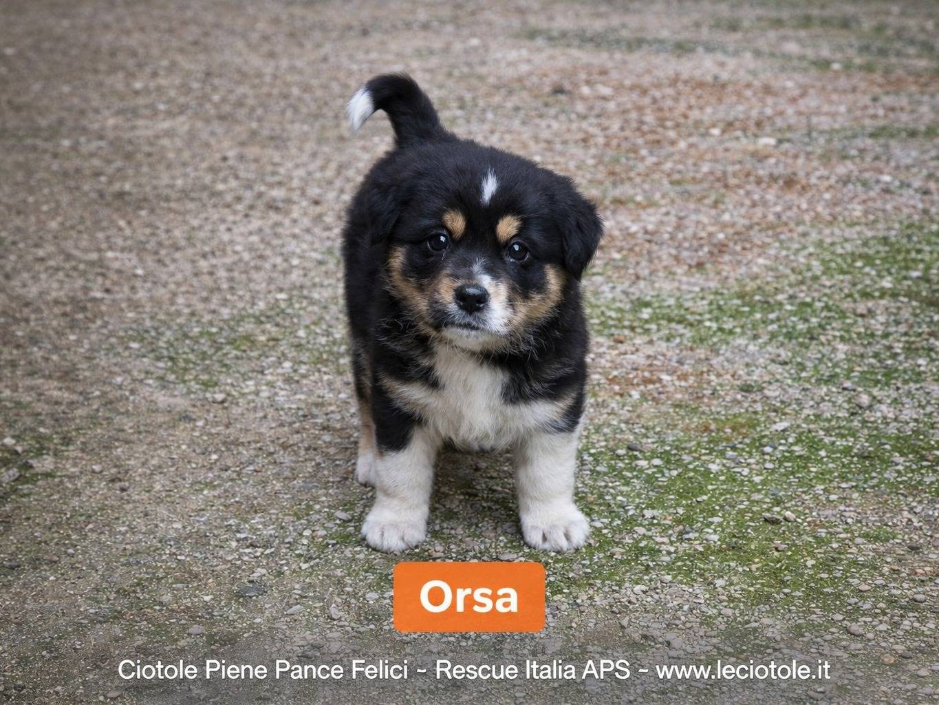 Adozione cane, femmina, Razza sconosciuta Razza sconosciuta, 3 mesi, taglia grande, Avellino