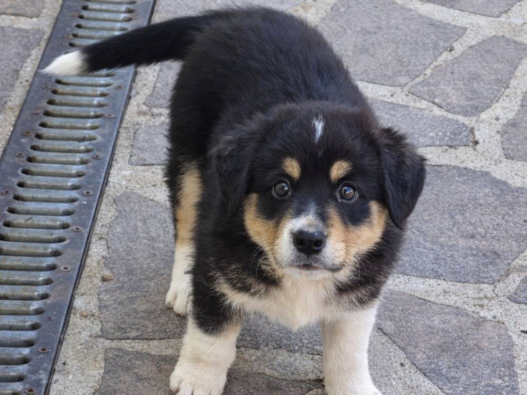 Adotta un cane, femmina, 3 mesi, Avellino