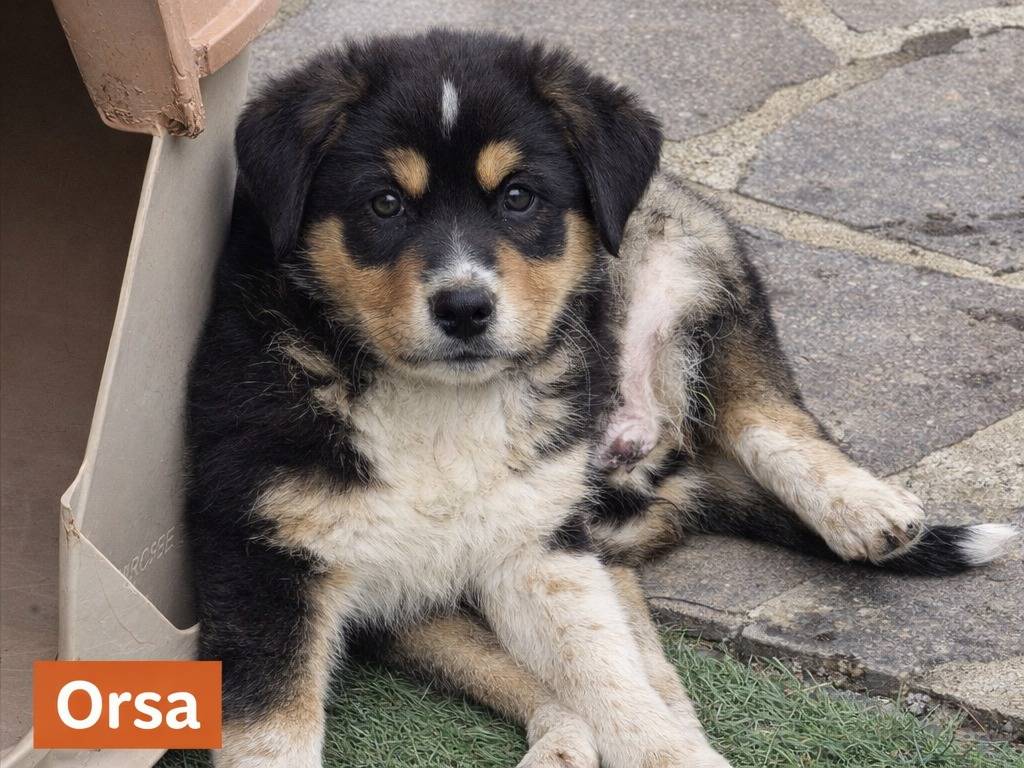 Adotta un cane, taglia grande, femmina, Avellino