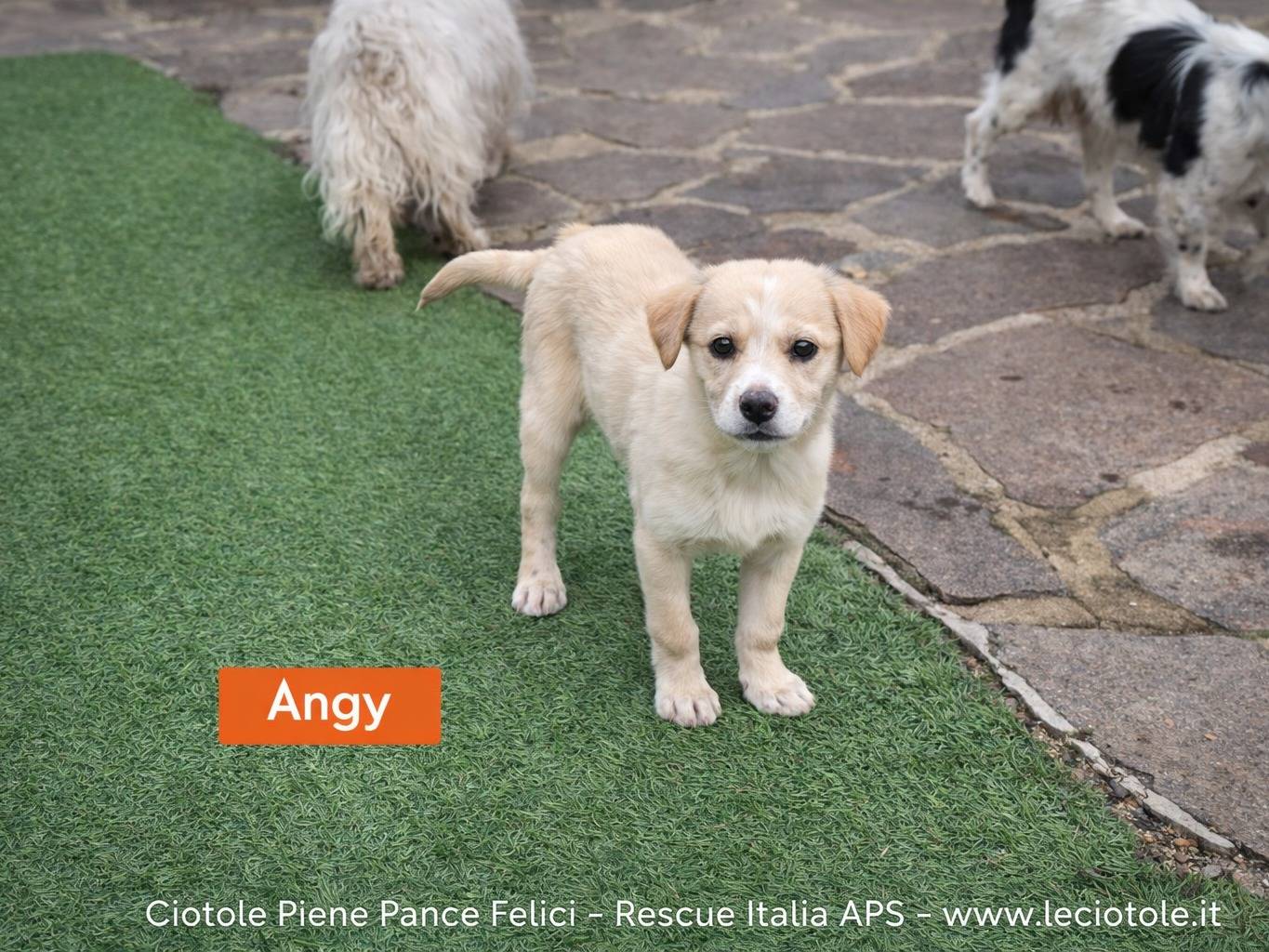 Adozione cane, femmina, Razza sconosciuta Razza sconosciuta, 3 mesi, taglia grande, Avellino