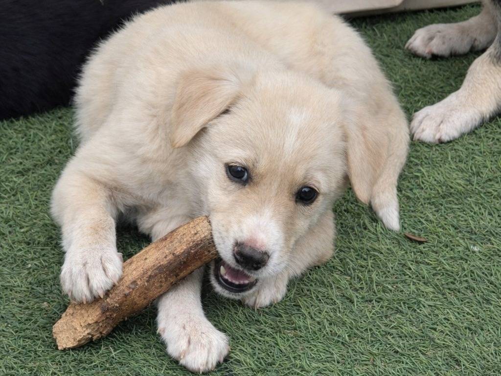 Adotta un cane, taglia grande, femmina, Avellino