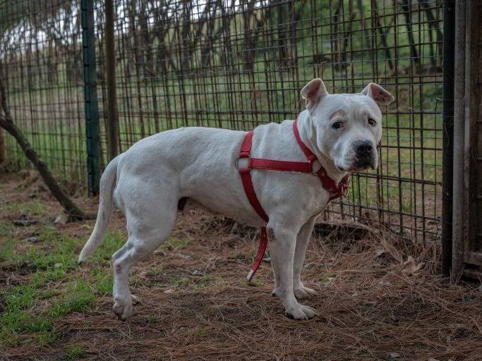 Adozione cane, femmina, American Staffordshire Terrier Dogo Argentino, 3 anni e 2 mesi, taglia media, Milano