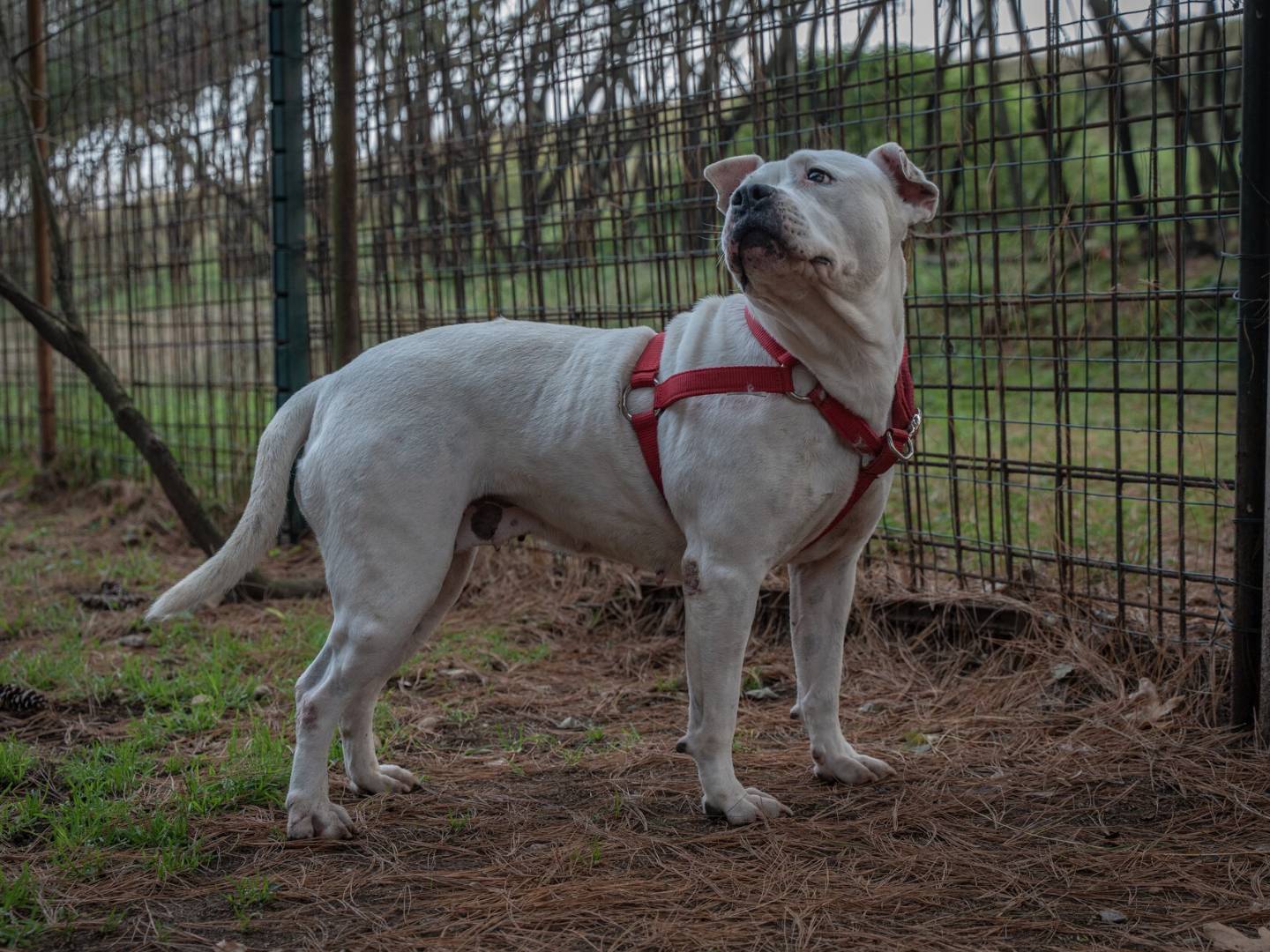 Adotta un cane, femmina, 3 anni e 2 mesi, Milano