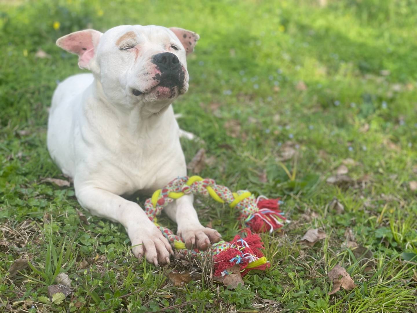 Adotta un cane, taglia media, femmina, Milano