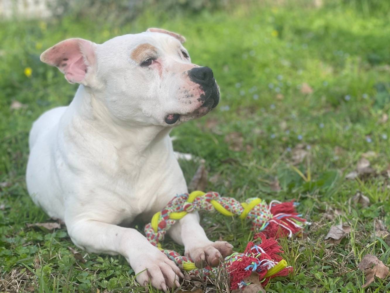 Vuoi adottare un cane a Milano?