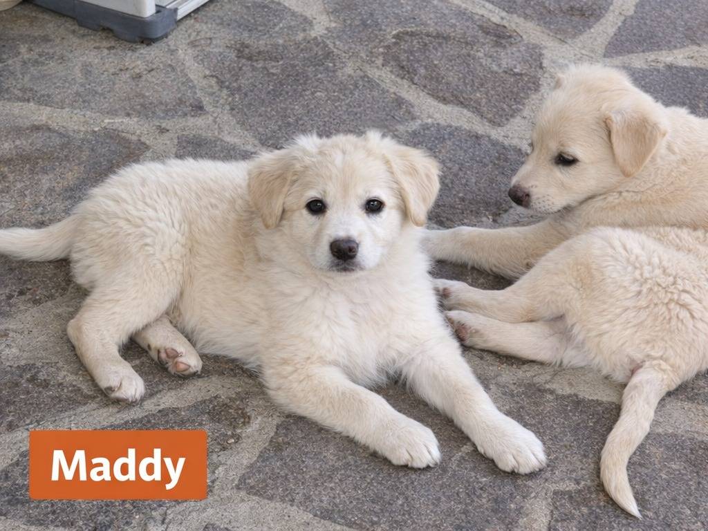 Adotta un cane, taglia grande, femmina, Avellino
