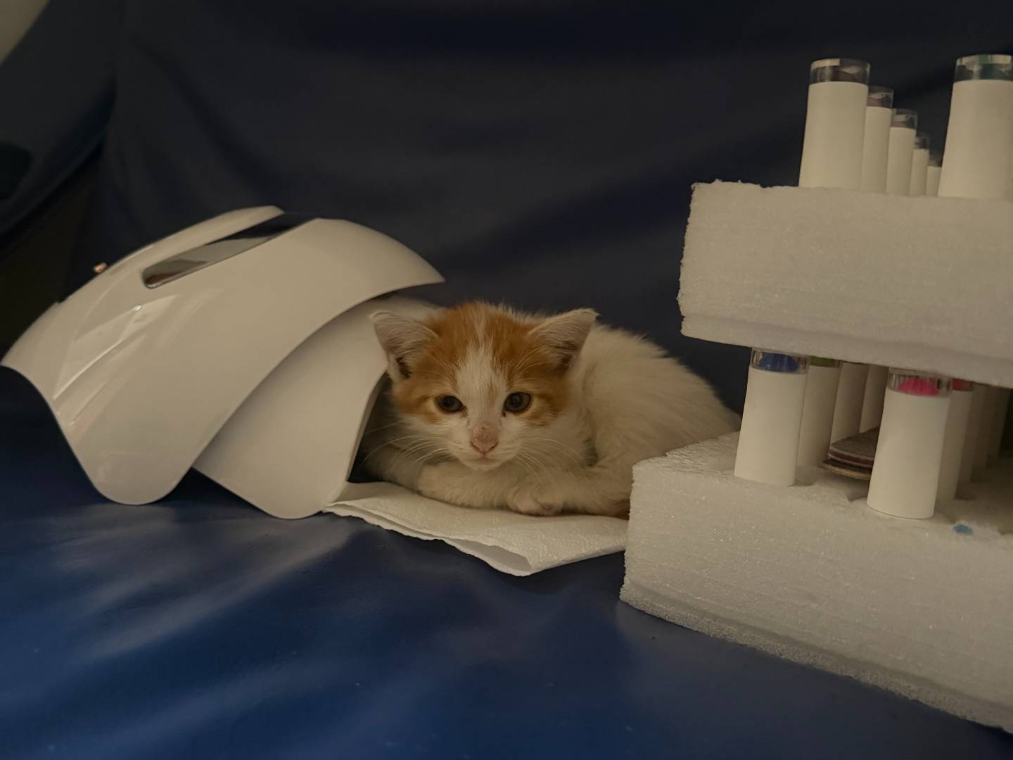 Adozione gatto, femmina, Razza sconosciuta Razza sconosciuta, 2 mesi, taglia non valida, Avellino