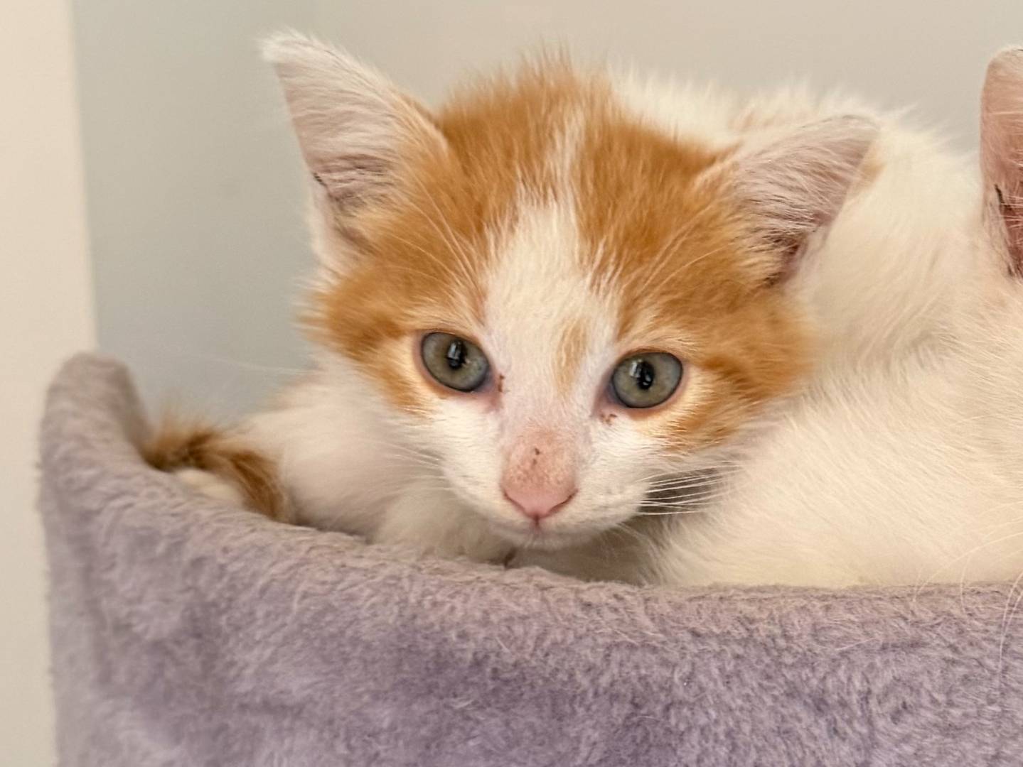 Adotta un gatto, femmina, 2 mesi, Avellino