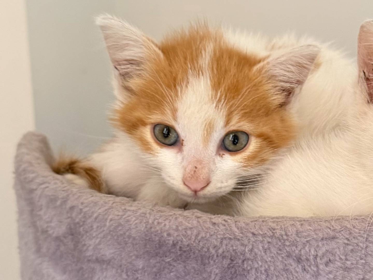 Adotta un gatto, taglia non valida, femmina, Avellino