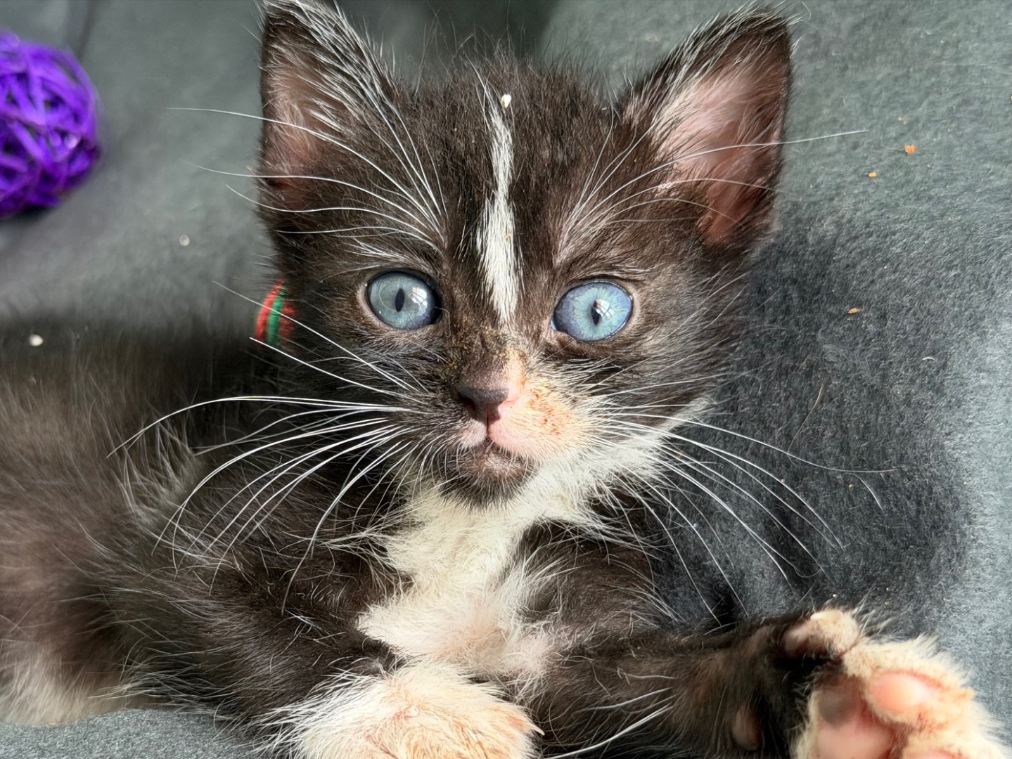 Adozione gatto, maschio, Razza sconosciuta Razza sconosciuta, 1 mesi, taglia non valida, Messina