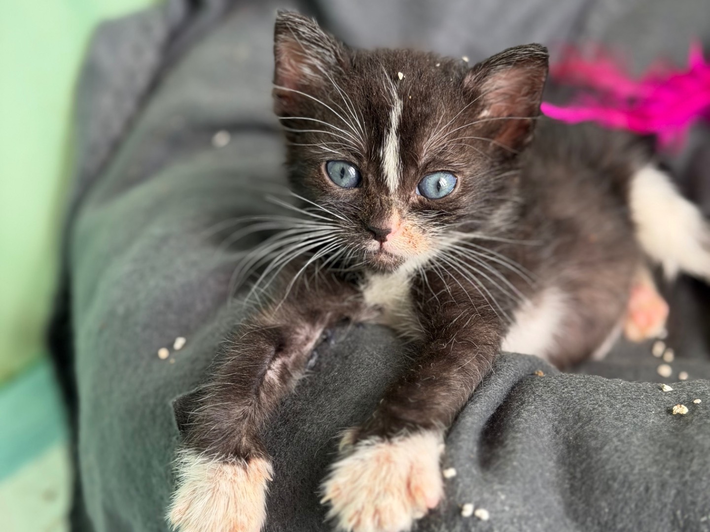 Adotta un gatto, maschio, 1 mesi, Messina