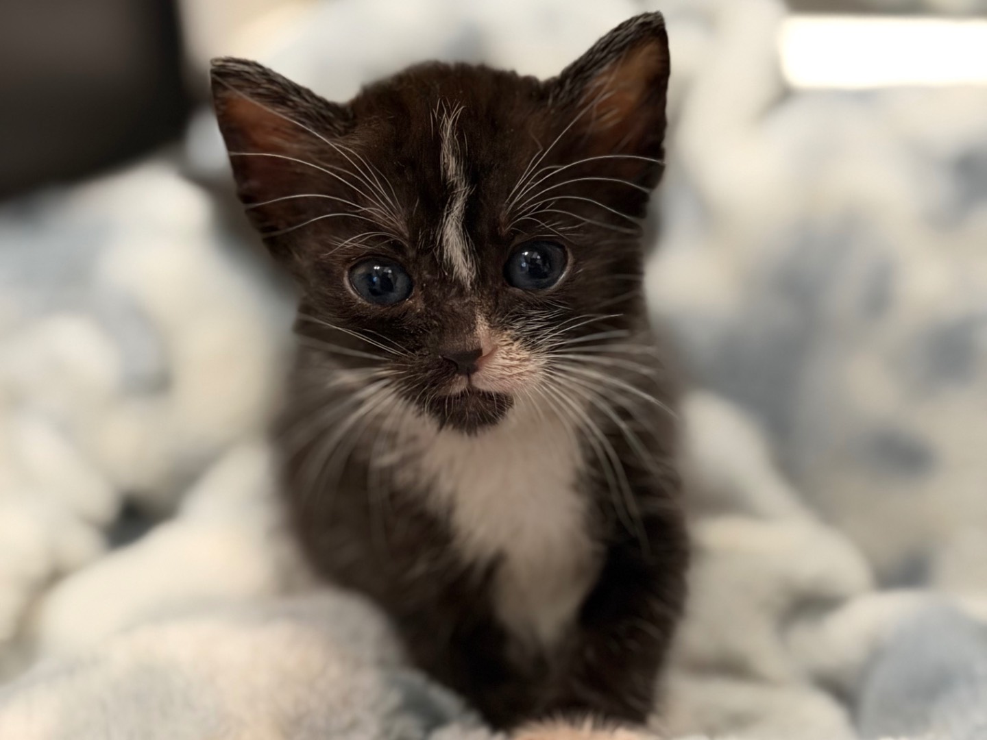 Adotta un gatto, taglia non valida, maschio, Messina