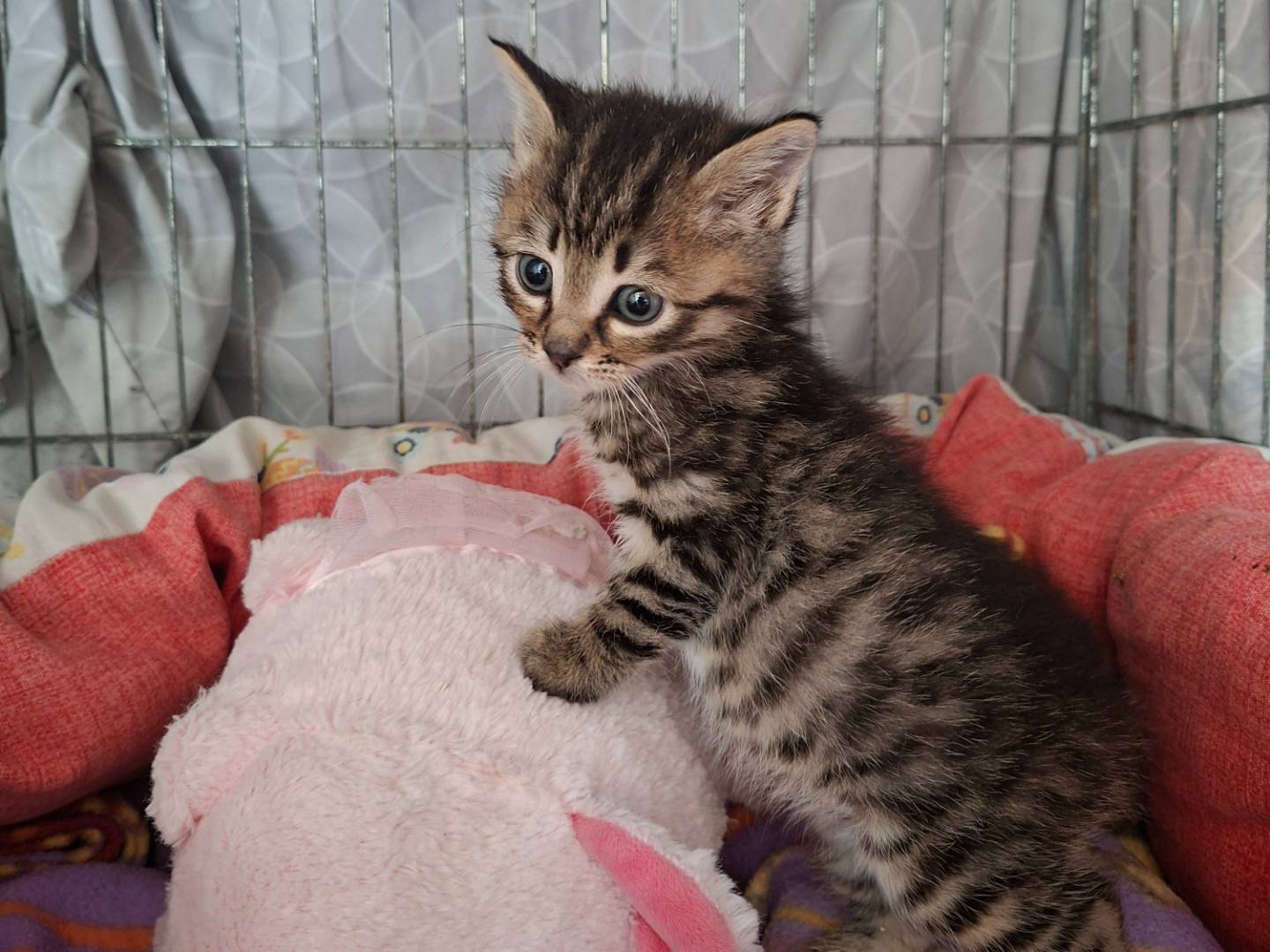Adozione gatto, maschio, Razza sconosciuta Razza sconosciuta, 2 mesi, taglia non valida, Viterbo