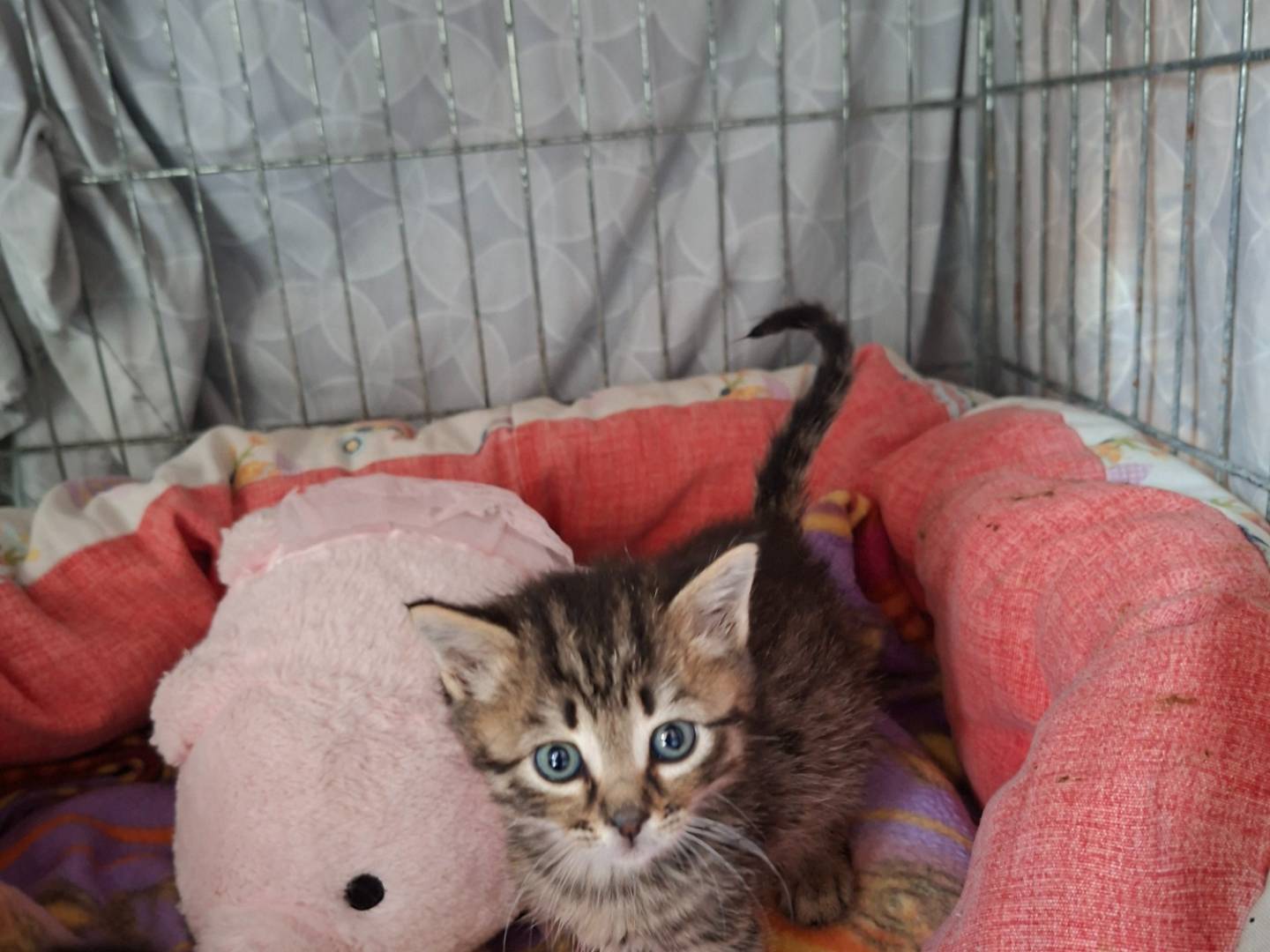 Adotta un gatto, maschio, 2 mesi, Viterbo