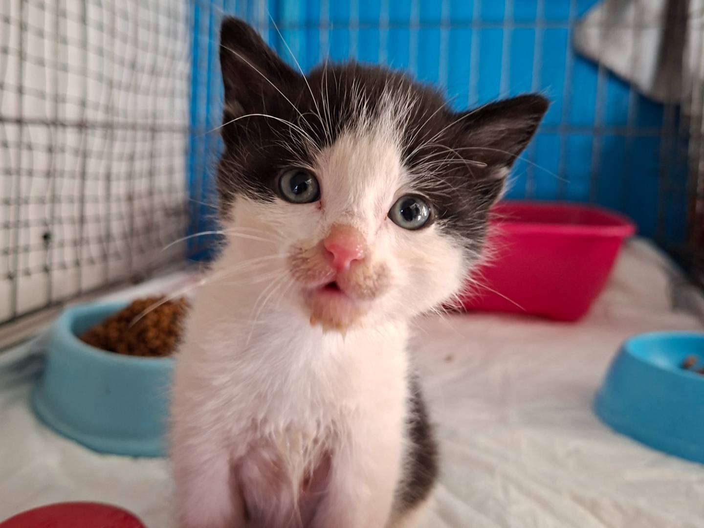 Adozione gatto, maschio, Razza sconosciuta Razza sconosciuta, 2 mesi, taglia non valida, Viterbo
