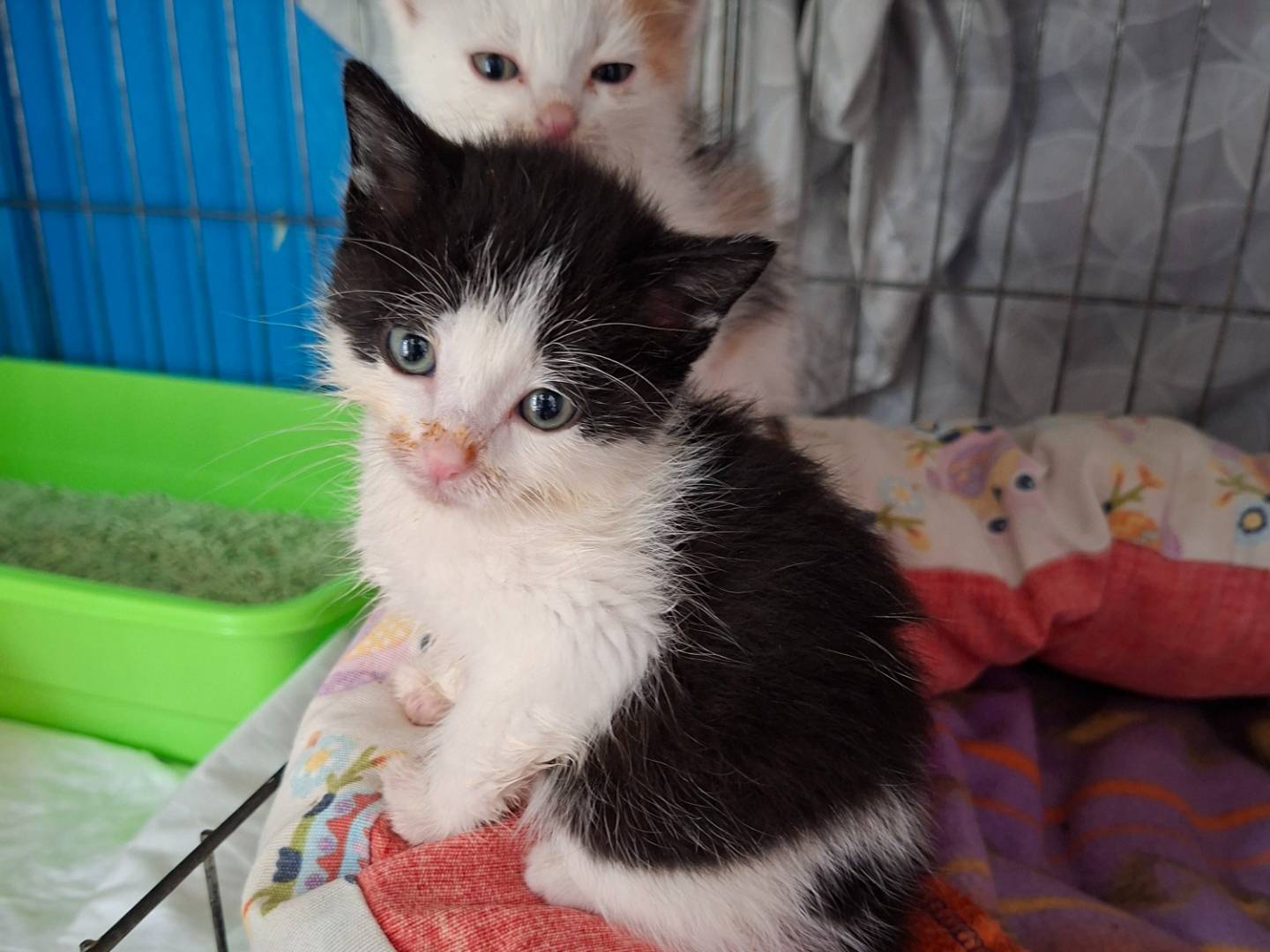 Adotta un gatto, maschio, 2 mesi, Viterbo