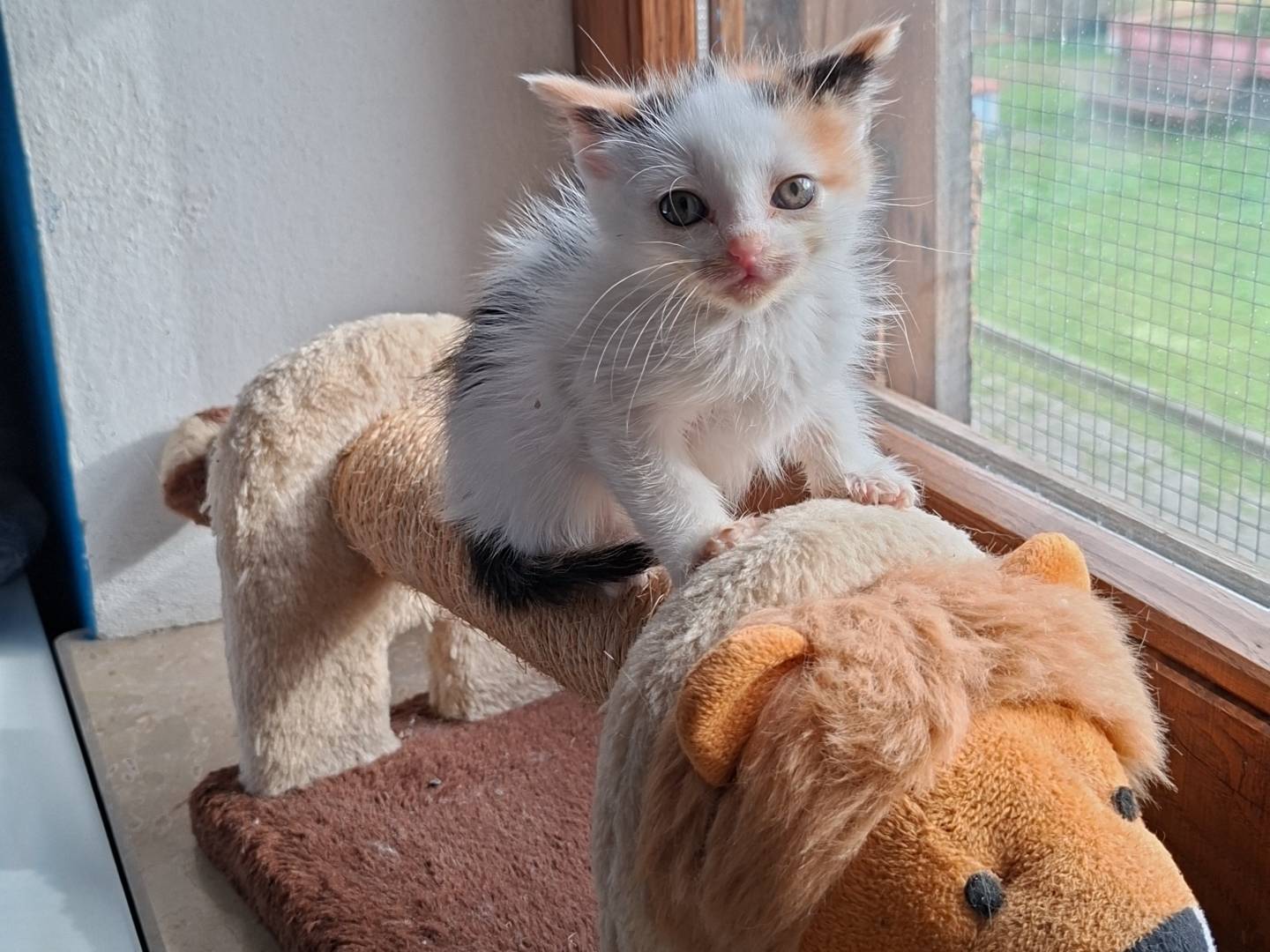 Adozione gatto, femmina, Razza sconosciuta Razza sconosciuta, 2 mesi, taglia non valida, Viterbo
