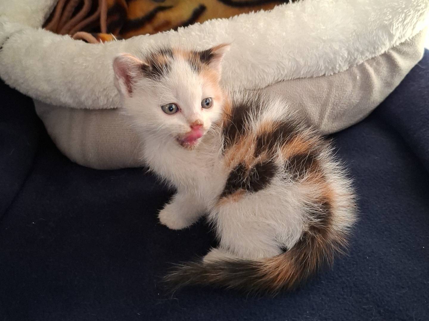 Adotta un gatto, femmina, 2 mesi, Viterbo