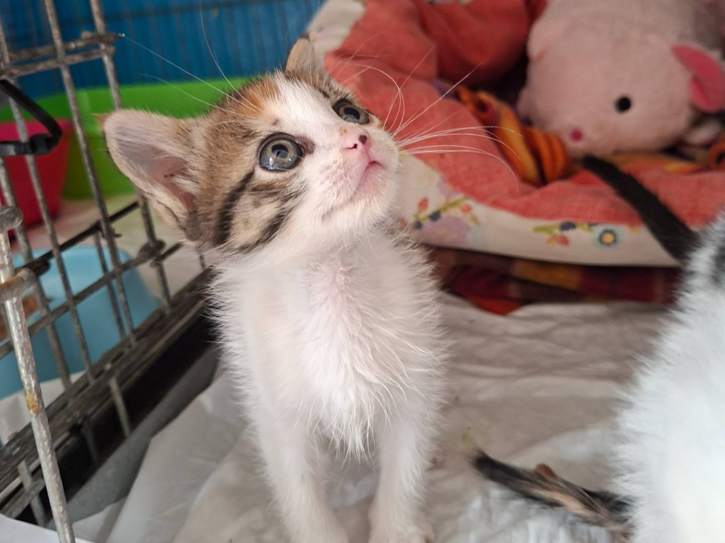 Adozione gatto, femmina, Razza sconosciuta Razza sconosciuta, 2 mesi, taglia non valida, Viterbo