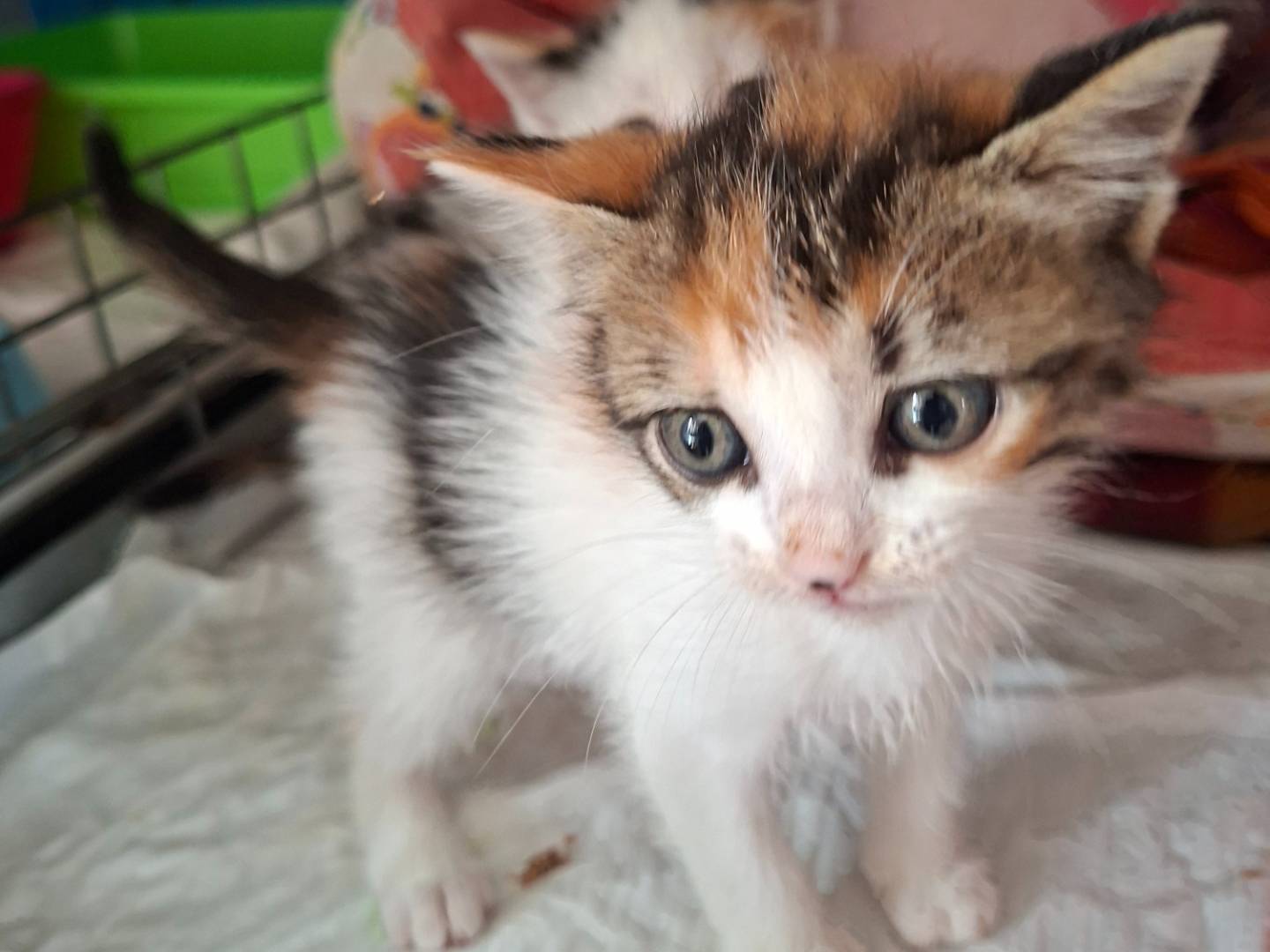 Adotta un gatto, femmina, 2 mesi, Viterbo