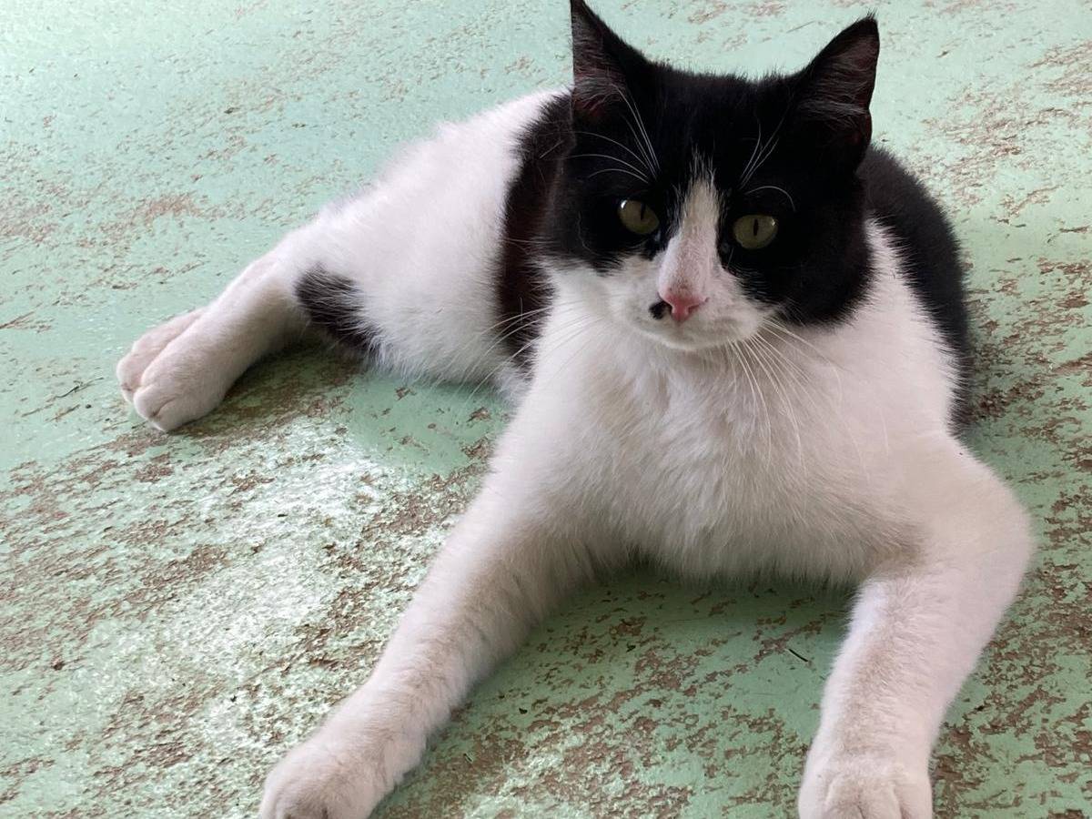 Adozione gatto, maschio, Razza sconosciuta Razza sconosciuta, 1 anno e 4 mesi, taglia non valida, Pisa