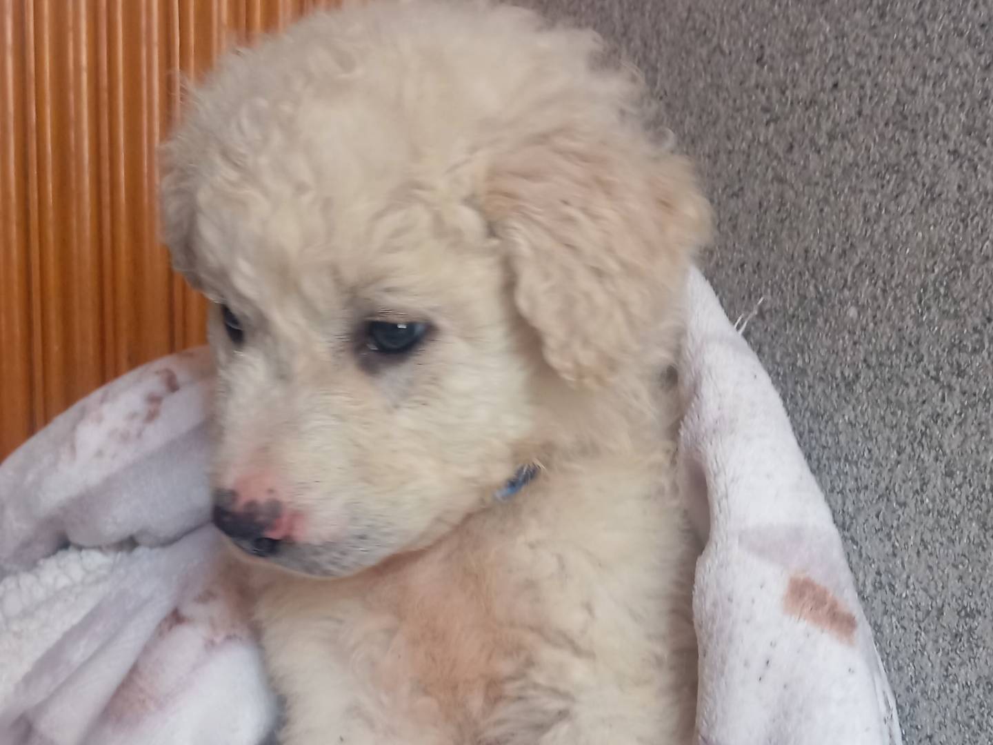 Adozione cane, maschio, Pastore maremmano Razza sconosciuta, 2 mesi, taglia gigante, Viterbo