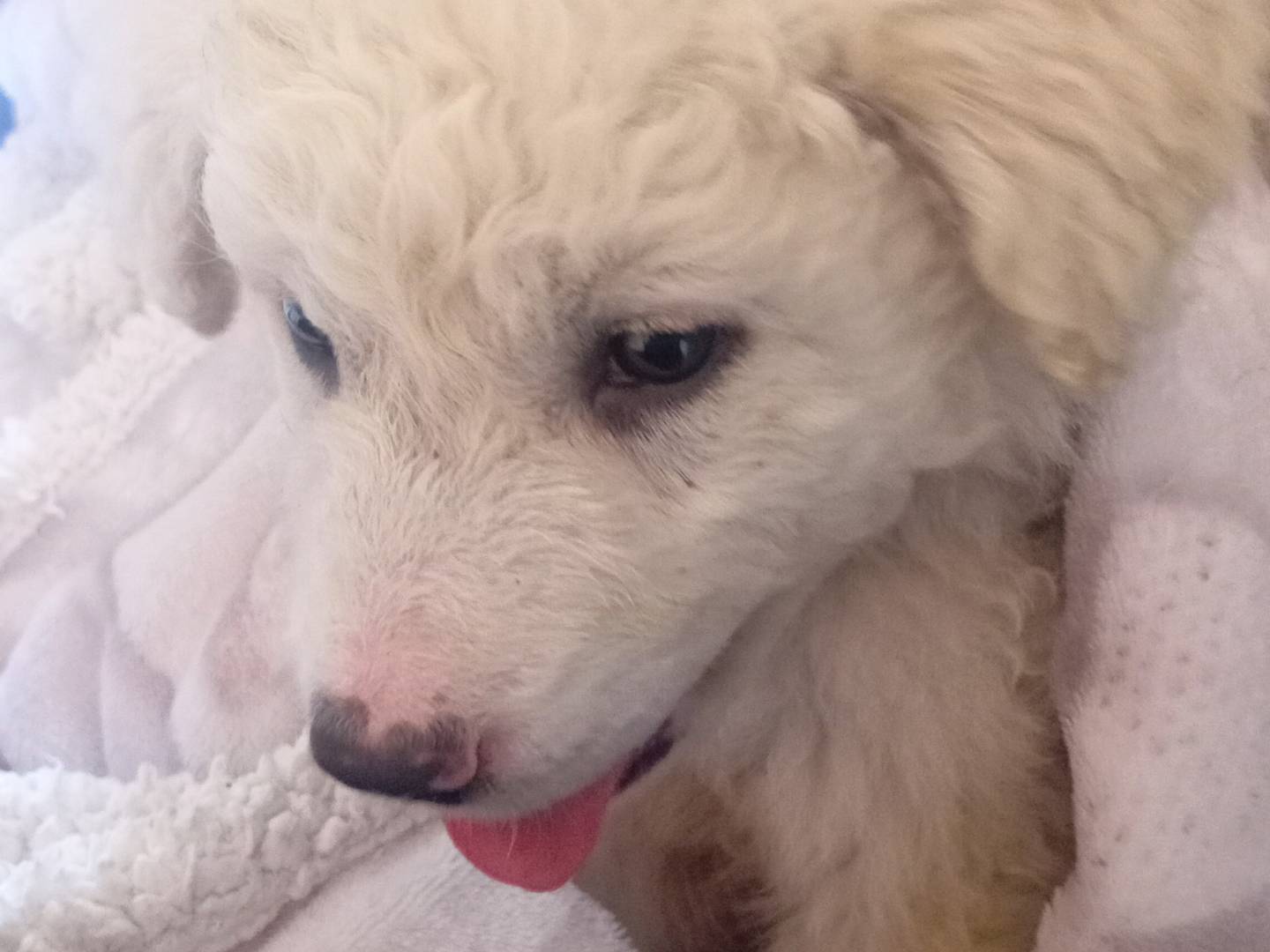 Adotta un cane, maschio, 2 mesi, Viterbo