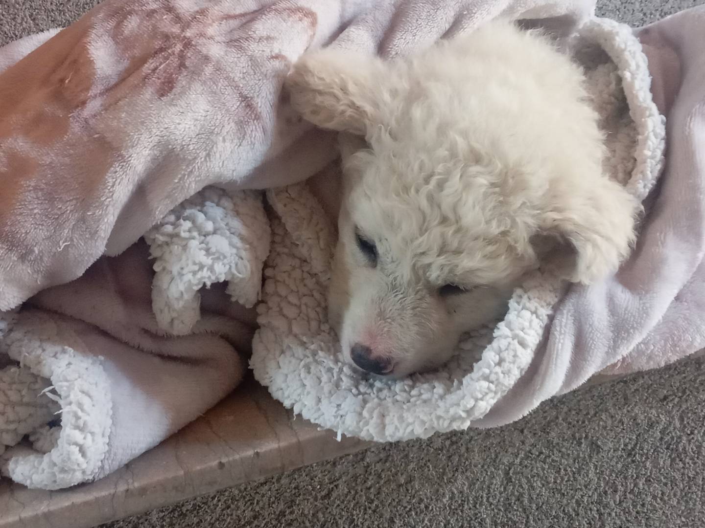 Adotta un cane, taglia gigante, maschio, Viterbo