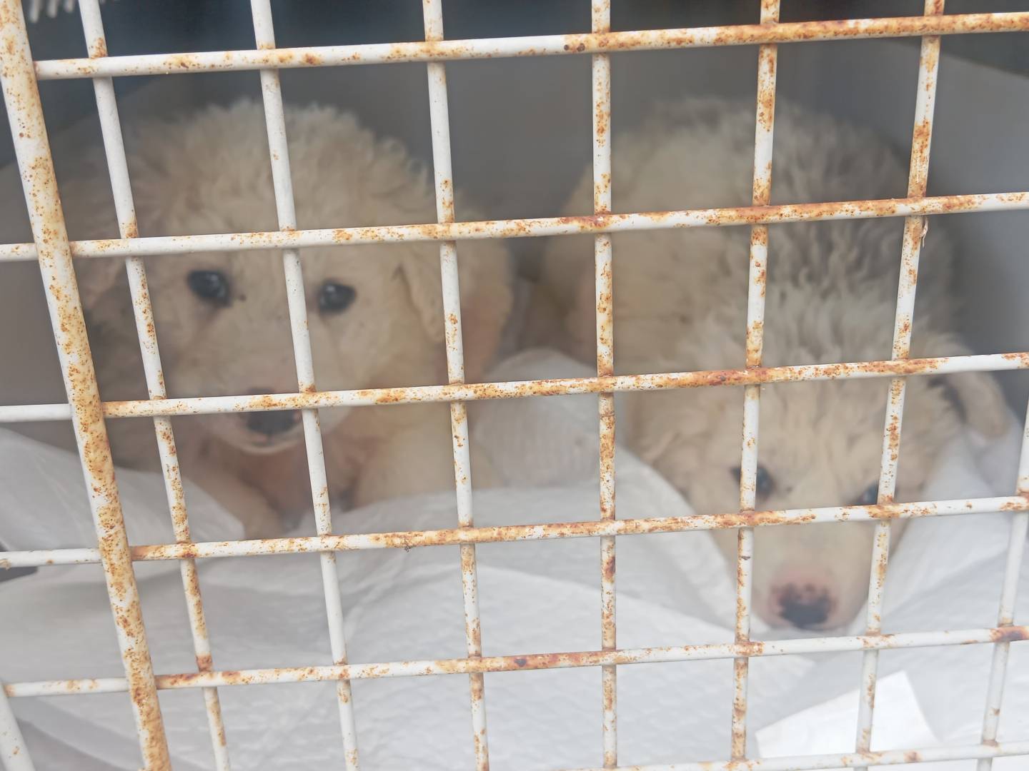 Vuoi adottare un cane a Viterbo?