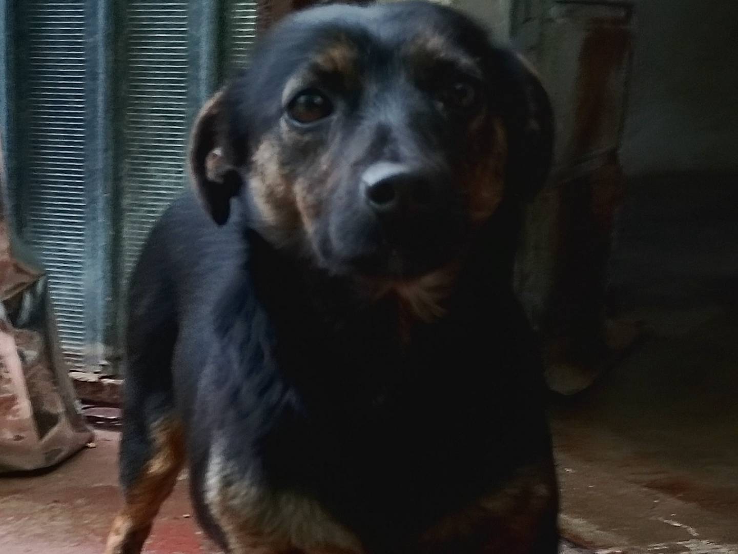 Adozione cane, femmina, Razza sconosciuta Razza sconosciuta, 1 anno, taglia piccola, Frosinone