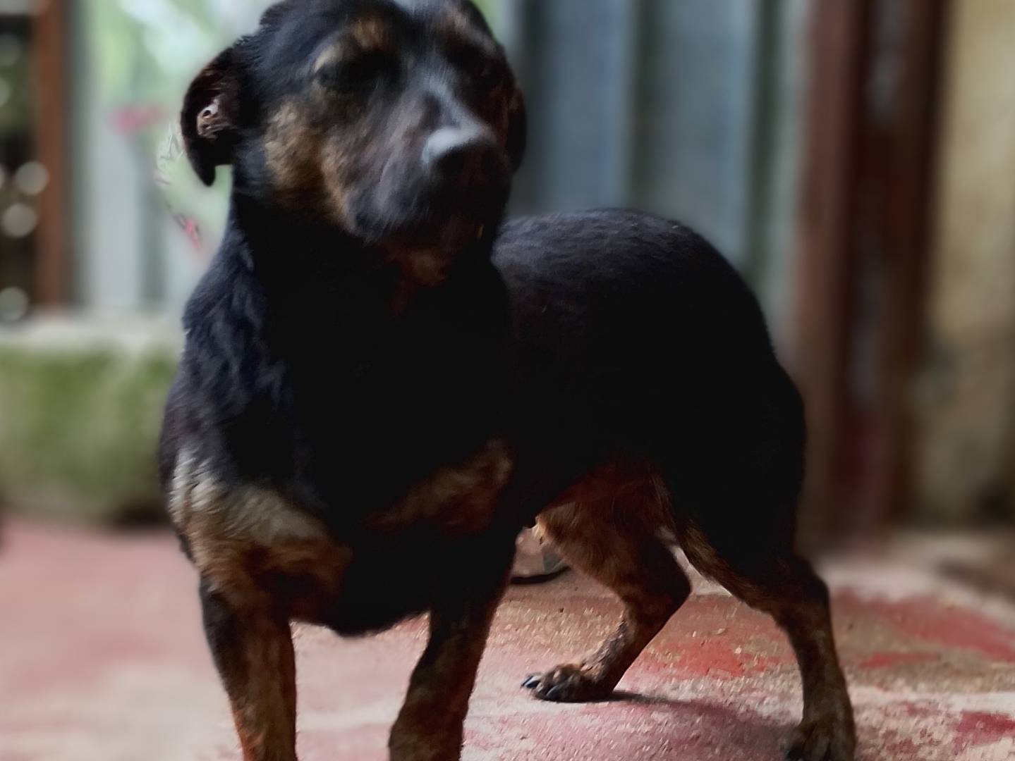 Adotta un cane, femmina, 1 anno, Frosinone