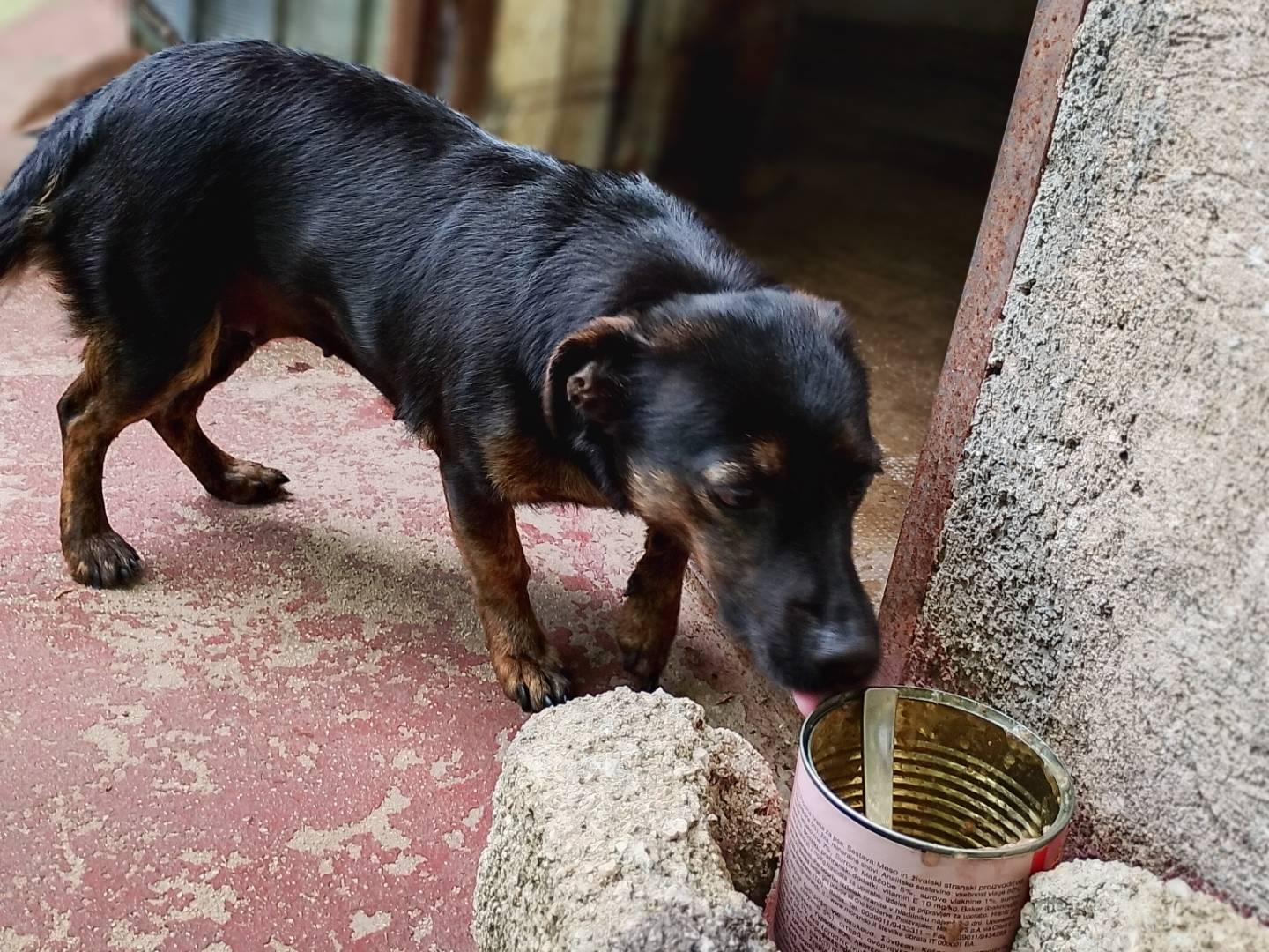 Adotta un cane, taglia piccola, femmina, Frosinone