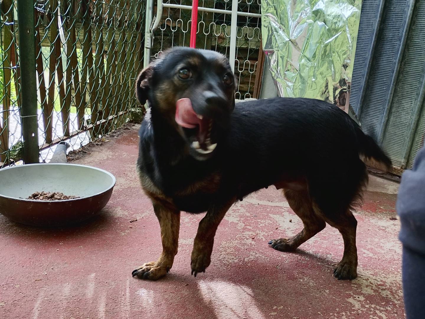 Vuoi adottare un cane a Frosinone?