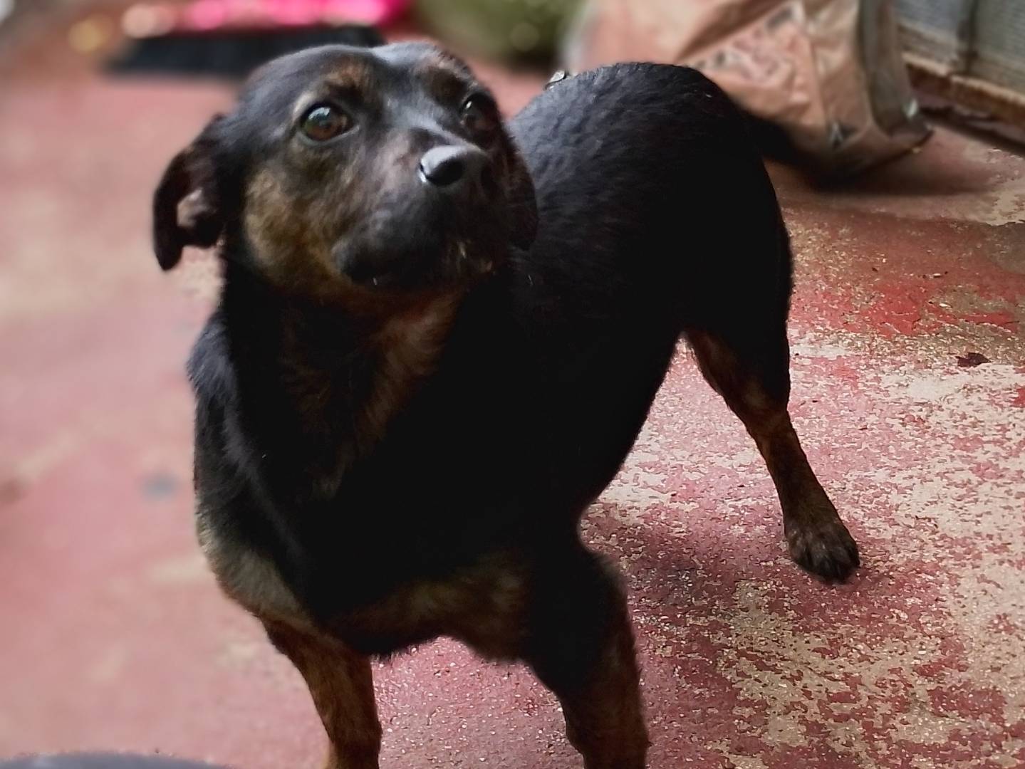 Adotta il cane Nina a Frosinone